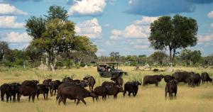 卡萨内BJ&T Vacation Homes的一群放牧的牛群在一群动物的田野里放牧
