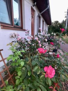 比亚沃维耶扎Cichosza - The Sound Of Silence的一大束粉红色玫瑰在房子前面