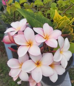 波拉波拉Raihei Auberge de jeunesse Chez l'habitant à Bora Bora的盆里一束粉红色和白色的花