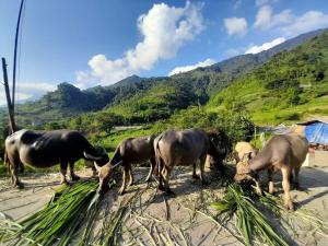 河江Ha Giang Donkey hostel的一群在海滩上吃草的动物