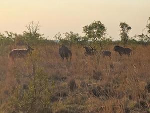 比勒陀利亚Nyani Lodge Dinokeng的一群大象在田野里行走