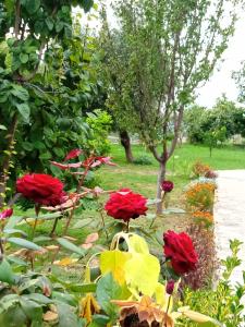 克鲁亚Meti Guest House的院子里种着红色花的花园