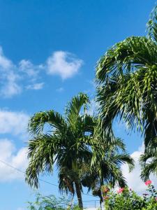 石垣岛cottage SOUL MATE的蓝天前两棵棕榈树