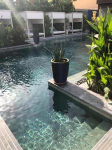 利雅德Dana Hotel & Residences 2的水中种有盆栽植物的游泳池