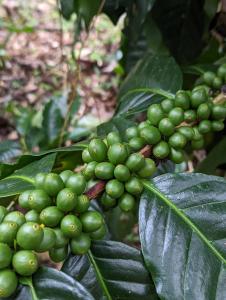圣拉蒙Batsu EcoLodge & Coffee Farm的植物上一束绿色葡萄
