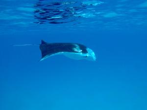 丹格迪Atoll Residence Dhangethi的鲸鲨在水中游泳