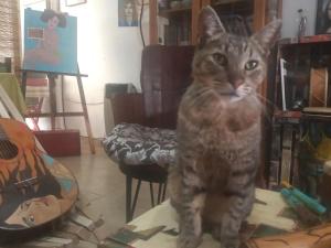 GualeguaychúHabitaciones en casa encantada para viajeros的一只猫站在房间里桌子上