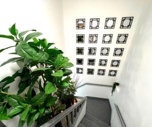 威根SA Stays的墙上挂有植物和图片的走廊