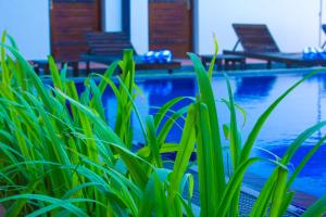 达瓦拉维Ali Weta Safari Resort的游泳池旁一些绿色植物的近距离