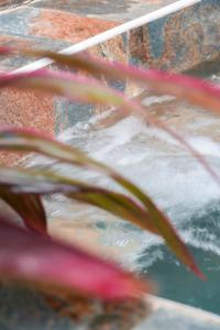 勒拉芒坦Bel'oasis的水中植物的反射