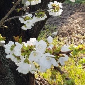 莱尼亚戈B & B Cedro Argentato的树上近距离的白色花朵