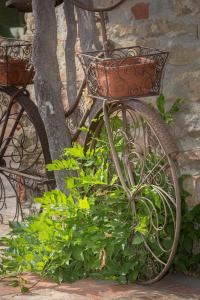 Serravalle delle LangheLA CASA DI TALIN的一辆自行车,车上有一个篮子停在树旁