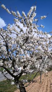 阿普特La Colline des Ocres Village de vacances 3 étoiles的田野上一棵花白的树