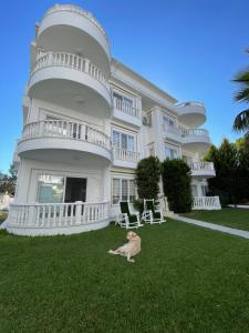 贝莱克Belka Golf Residence Delux apt Poolside的坐在房子前面的草地上的狗