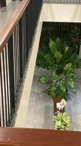 巴科洛德A&E Apartelle的楼梯上有两株植物和一只填充的动物