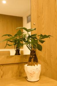 邦美蜀晃禄酒店的坐在镜子前桌子上的盆栽植物