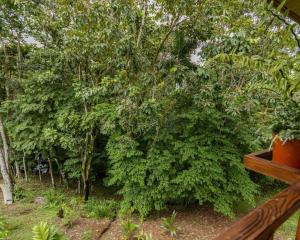 福尔图纳Bungalows Las Iguanas Arenal Volcano的木凳上苍翠的灌木丛