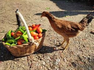Llinars del VallèsMasia Can Felip B&B的一只鸡在一篮水果和蔬菜旁边散步