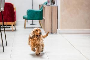 布达佩斯T62 Hotel的一只棕色的狗在客厅里跑