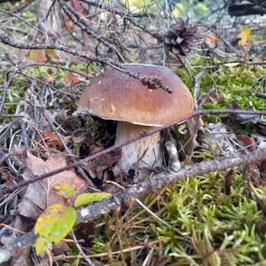 讷维克Ma Cabane Au Bord Du Lac的草地上的棕色蘑菇