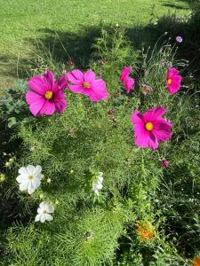 弗维沃FUVOLEA, Maison de vacances à 15 min du centre d'Aix-en-Provence, piscine chauffée en saison - jardin - parking privé gratuit的一群粉红色和白色的花在草地上