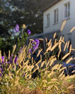 迪尔森-斯托科姆农德迪酒店的一套椅子和紫色的鲜花在房子前面