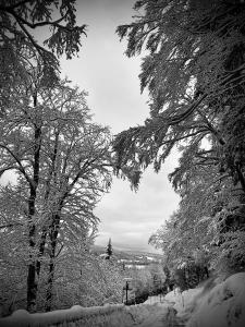 勒森蒂埃Hôtel de ville du Sentier的雪覆盖着树木的黑白照片