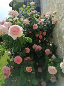 罗西瑙城堡Hotel Die Residenz的窗箱里一束粉红色玫瑰