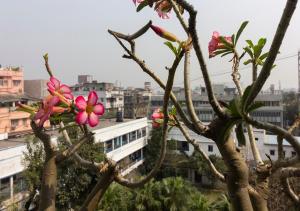 加尔各答Neelam Bed & Breakfast的城市前方有粉红色花的树
