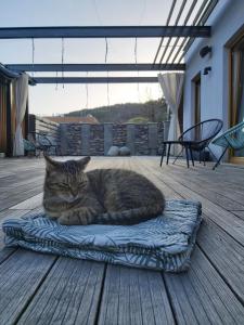 波切尼斯VIGEO lounge b&b coffee的一只猫躺在甲板上的毯子上
