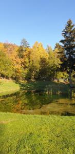 斯克拉斯卡波伦巴Domek的树丛中的一个池塘