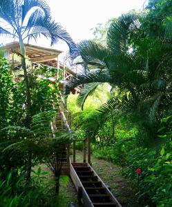 博卡斯德尔托罗Eden Jungle Lodge的通往丛林房屋的木楼梯