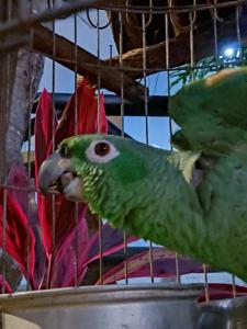 埃尔扎伊诺Villa Cata Hotel的鸟笼里的绿色鹦鹉
