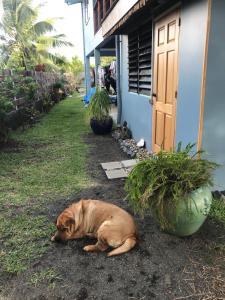MahinaPointe Venus Lodge的一只棕色的狗躺在房子旁边的地上