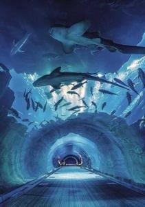 迪拜Deluxe Studio Address Dubai Mall "The Residence"的大型水族馆中鲨鱼的隧道