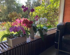 斯培西亚吉洛尼酒店的坐在窗台上的一组花