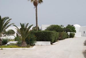 索利曼Hotel El Andalous的车道中间的棕榈树