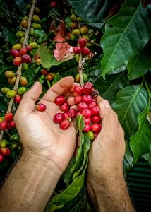 米卡ECO Cabin - TANOA Minca的两只手在植物上抱着红浆果