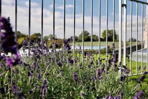 比斯特The Windmill Blackthorn Hill的围栏前种有紫色花的花园