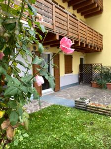 莱维科特尔梅APPARTAMENTO ELISA的房子边的粉红色玫瑰
