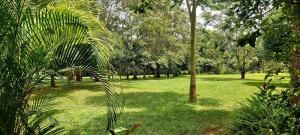金贾Tusubira village的郁郁葱葱的绿色公园,有树木和草地