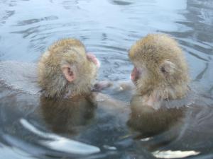 山之内町玉露祖亚日式旅馆的两个猴子在水中游泳