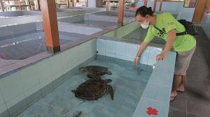PesanggaranPIMA Homestay的水中看到海龟的女人