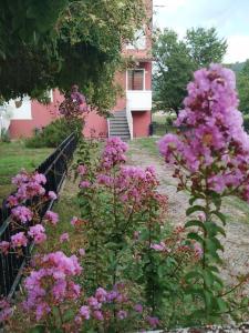 乌尔巴尼亚Palazzina的一座花园,在房子前方种有粉红色的花朵