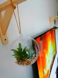 方黛涅Le moka的挂在天花板上的玻璃碗里的植物