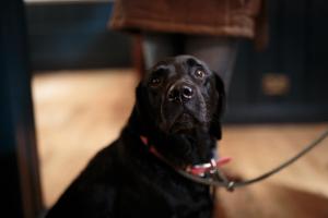 奥尔顿The Three Horseshoes East Worldham的一只黑色狗,用皮带看着摄像机