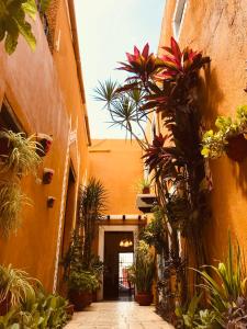 巴利亚多利德卡萨蒂亚米莎酒店的楼里种有盆栽植物的小巷