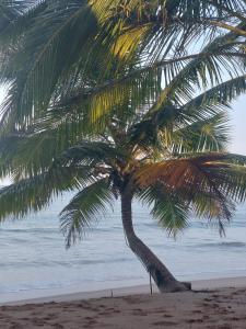 坦加拉素馨花海滩别墅酒店的海滩上的棕榈树与大海