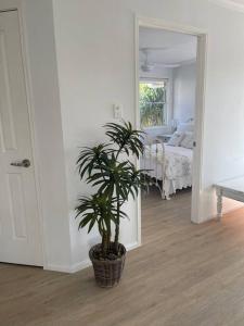 马库拉Studio Seaside Self-contained apartment的卧室里的一个盆栽植物