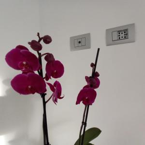 米兰Villino Liber的出口旁的花瓶里装着三朵紫色花